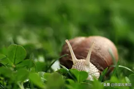 不要小看一只蜗牛的梦想图片