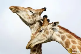 有些动物的爱过于强烈，你怕不怕？图片