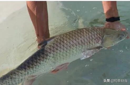 钓友钓到一条煮不烂咬不动的变种草鱼？那是脆肉鲩！比普通草鱼贵