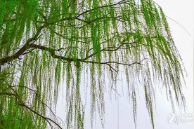 唯有垂柳管别离——咏杨柳古诗词赏析（上）图片