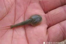 日本人视若珍宝的生物，已有3亿年历史，可惜中国人拿来喂鸡！图片