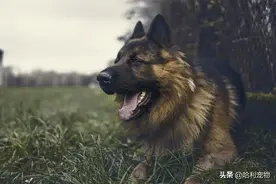 德牧还分两种？同根异枝，东德牧羊犬和西德牧羊图片