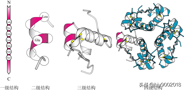 蛋白质的分子构象