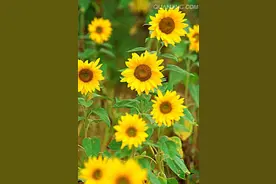 丈夫和闺蜜酒后发生了关系，我该原谅他们吗？图片