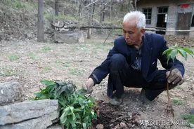 山西农村老人深山栽种稀罕物，1斤价格1000元，看看是个啥图片