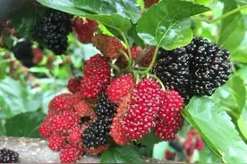 在农村野生桑果不能摘，这些事农民应知道图片