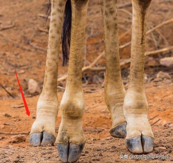 长颈鹿的英语单词(英语原版阅读giraffes) - 桓桂百科号