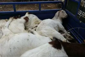 羊皮为何从价值不菲沦落到一文不值？羊贩子:送我都不要！图片