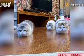 矮脚猫化身拖把模仿主人拖地 网友：猫猫虫借条尾巴给我过年搞卫生图片