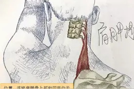 今天讲一讲肩胛提肌图片