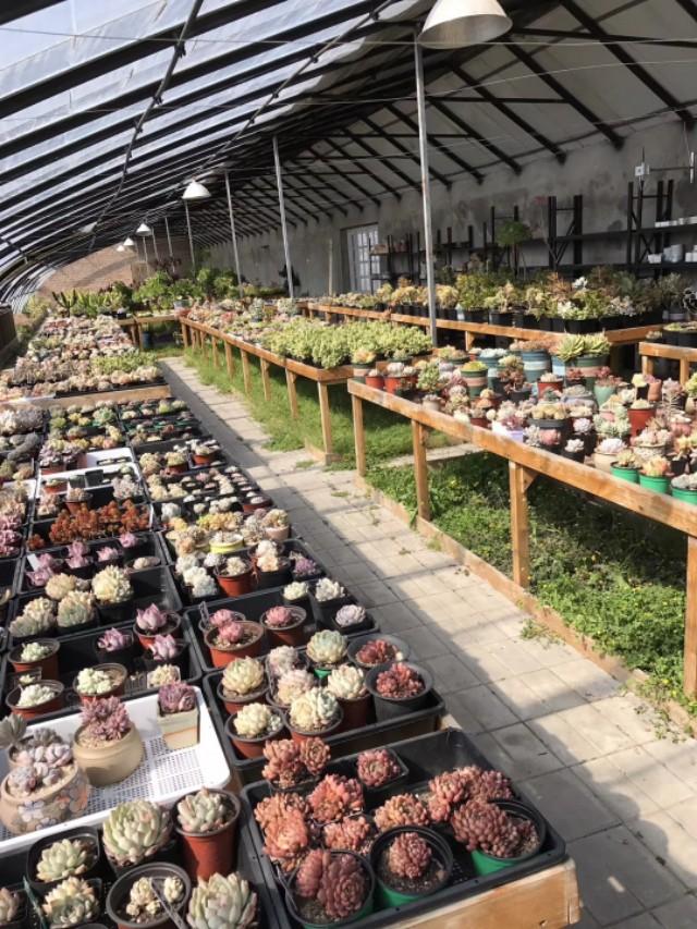 买回家的多肉越养越丑?大棚主的养护秘籍都在这,赶紧学起来