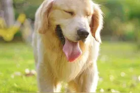 金毛犬的5个小秘密，主人都不一定知道图片