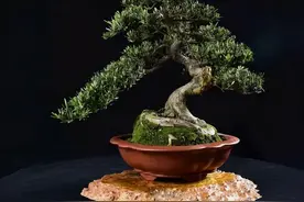 在培育与造型的过程中，捏塑出罗汉松盆景雄浑苍劲的傲然气势图片