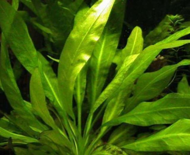 被称为热带水草之王的皇冠草,饲养方法其实极为简单!