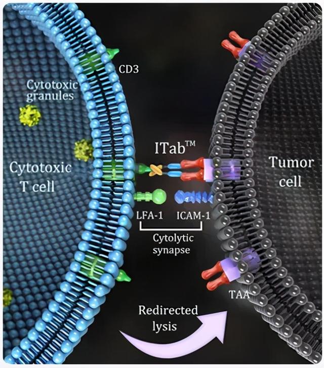代表性双抗平台盘点