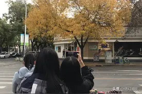 石家庄闹市区的一棵树火了！每天上千人打卡拍照，什么情况？图片