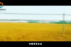 视界 | 秋收时节，来一曲“稻香”可好图片