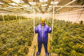 大战琼斯仅是泰森副业！拓展大麻牧场业务才能让泰森再当亿万富翁图片