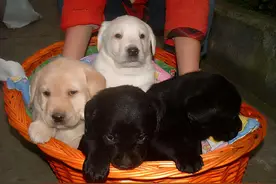 狗狗有这些特征，代表它很“旺家”，养到就赚到了图片