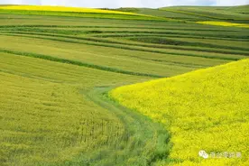 【图说新疆】新疆奇台：油菜花与麦田“撞色相遇”图片