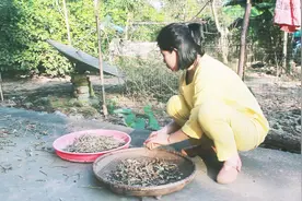 自已家种的黑豆，最适合女性备孕的人吃了，看八子妹妹满脸的幸福视频封面