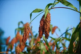 贵州新“酒核”在哪里？图片