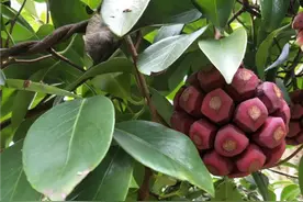 黑老虎是一种什么样的植物图片