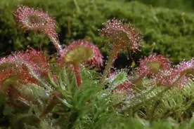 吃蚊子的花你见过吗？养一盆在屋里是不是连蚊香都省了图片