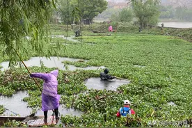 鄂州洋澜湖清水保卫战   全力歼灭水葫芦图片