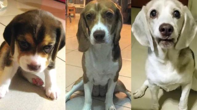 翻看旧照片发现，狗子居然养着养着变色了