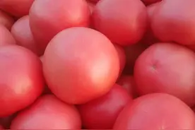 大棚西红柿用催熟剂催红吗？没有的事，女菜农带您了解真相图片