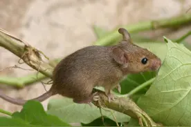 哺乳动物阴茎骨的功能图片