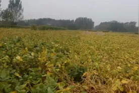 种豆不得豆是什么原因：谈谈影响大豆产量“症青”问题的解决办法图片