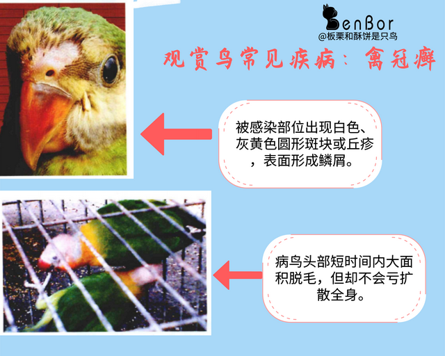 八哥得了皮肤病怎么办