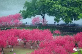 陌上桃花缓缓开，不负春光不负卿图片
