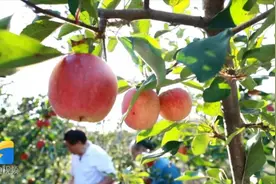 他培育出的“中国芯”红肉苹果 是新疆野苹果的“孩子”图片