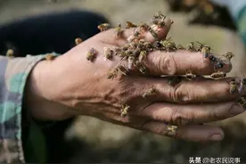 俗语：“七月蜂，八月蛇，九月黄鳝惹不得”，啥意思？有道理吗？图片