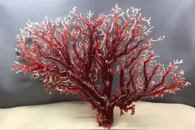 红珊瑚如何区分，鉴别和特征分析图片