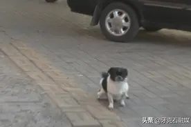 遛狗，别让文明“溜走”图片