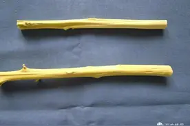 苗黄枝梢短？叶子干枯脱落？果树凋萎落果？这个病害又来祸害果园图片