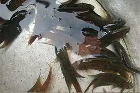 观音鱼介绍图片