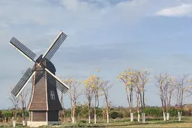 成都蔚然花海图片