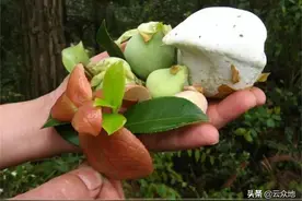 油茶树上的野果“茶包”，不是油茶树的果实，由真菌侵染而来图片