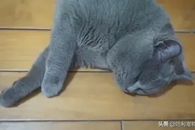 猫咪被困家中73天，独自顽强求生，再见主人时，它哭得泪流满面图片