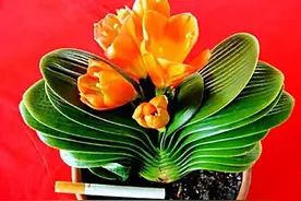 君子兰品种分类【附图】图片