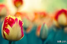 总有一天你会明白，如果事与愿违，那肯定是上天“另有安排”图片