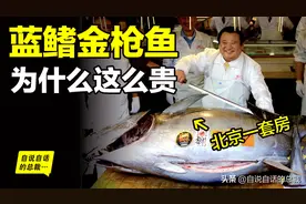 30年前只能做猫粮，今天为何变成奢侈品？蓝鳍金枪鱼为何如此贵图片