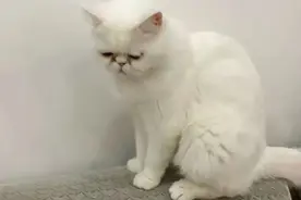 "不处理，屋里全是阳性" 三只猫染新冠病毒被安乐死上热搜：人与动物是否相互传播？人们该如何对待染疫动物？图片