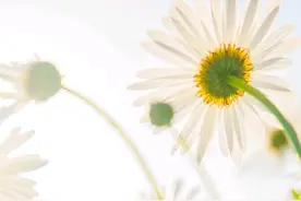 悟性高，有慧根的星座，思维开阔，有眼界，一般人很难超越图片