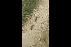 广东上千条鱼跳上岸，引发村民担心，这是地震前兆吗？图片